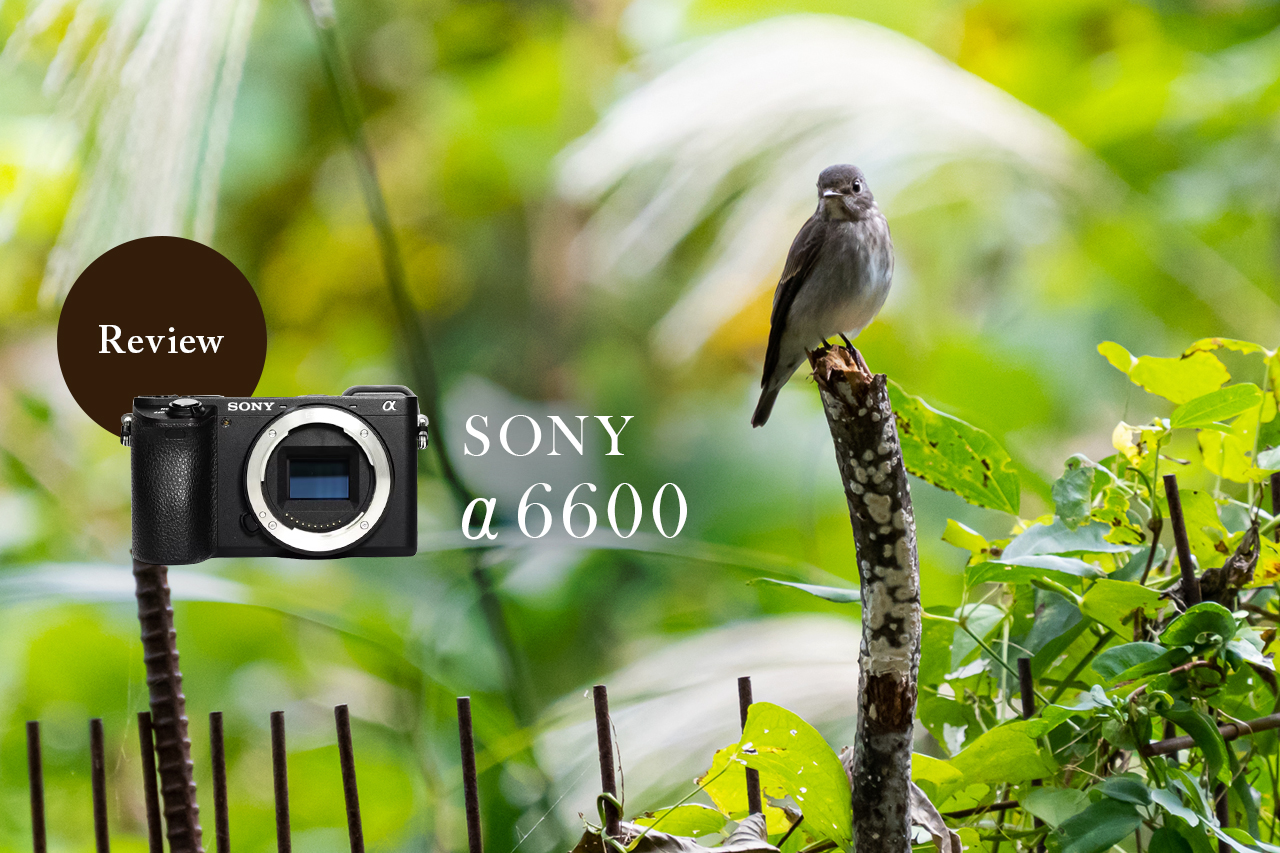 実写レビュー！SONY α6600 ILCE-6600で野鳥を撮影してみた | GOOPASS