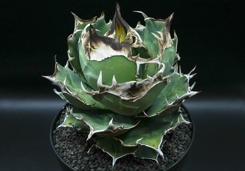 白犀牛 | GOPLANTS｜アガベの参考株と育成記録をこつこつ残す図鑑メディア