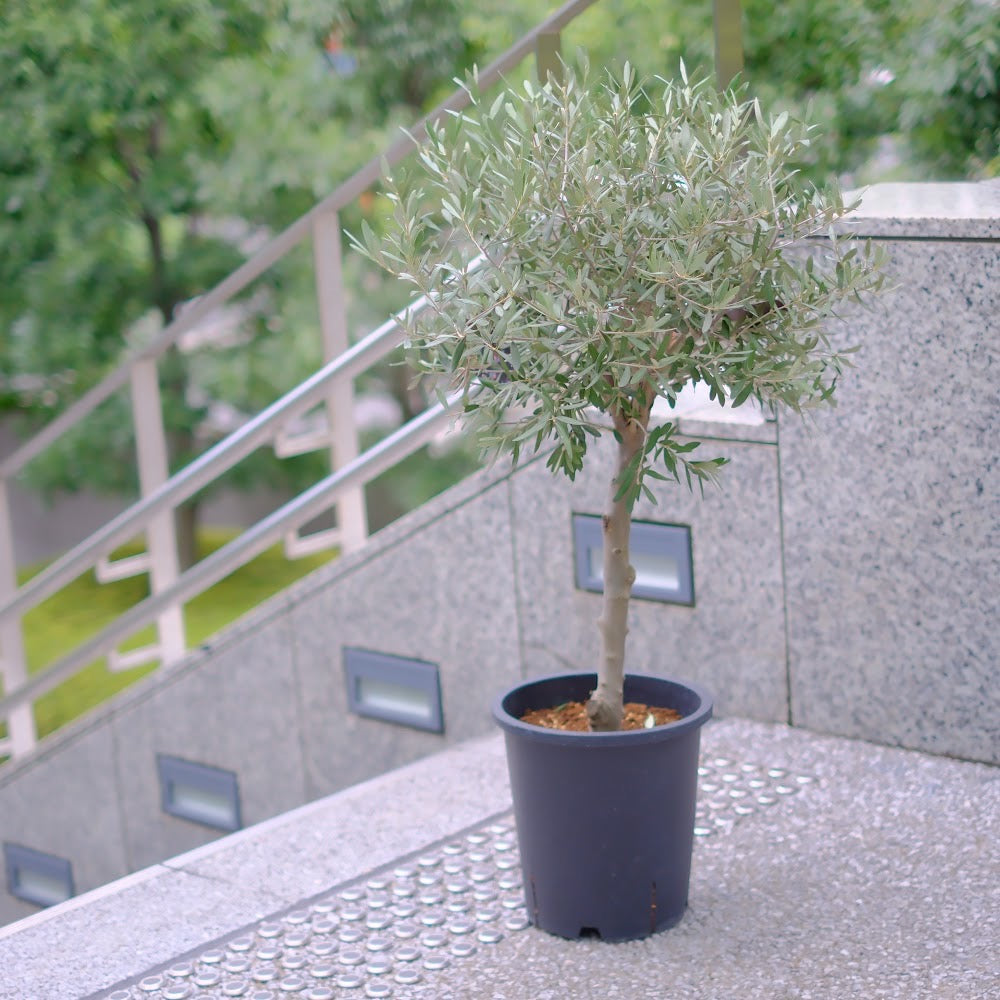 香川県産 SOUJU（創樹）】オリーブの木 シプレッシーノ 9号｜育て