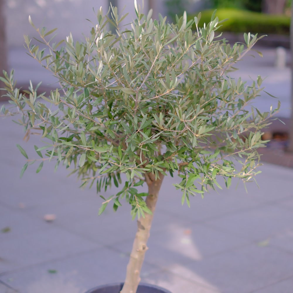 香川県産 SOUJU（創樹）】オリーブの木 シプレッシーノ 9号｜育て