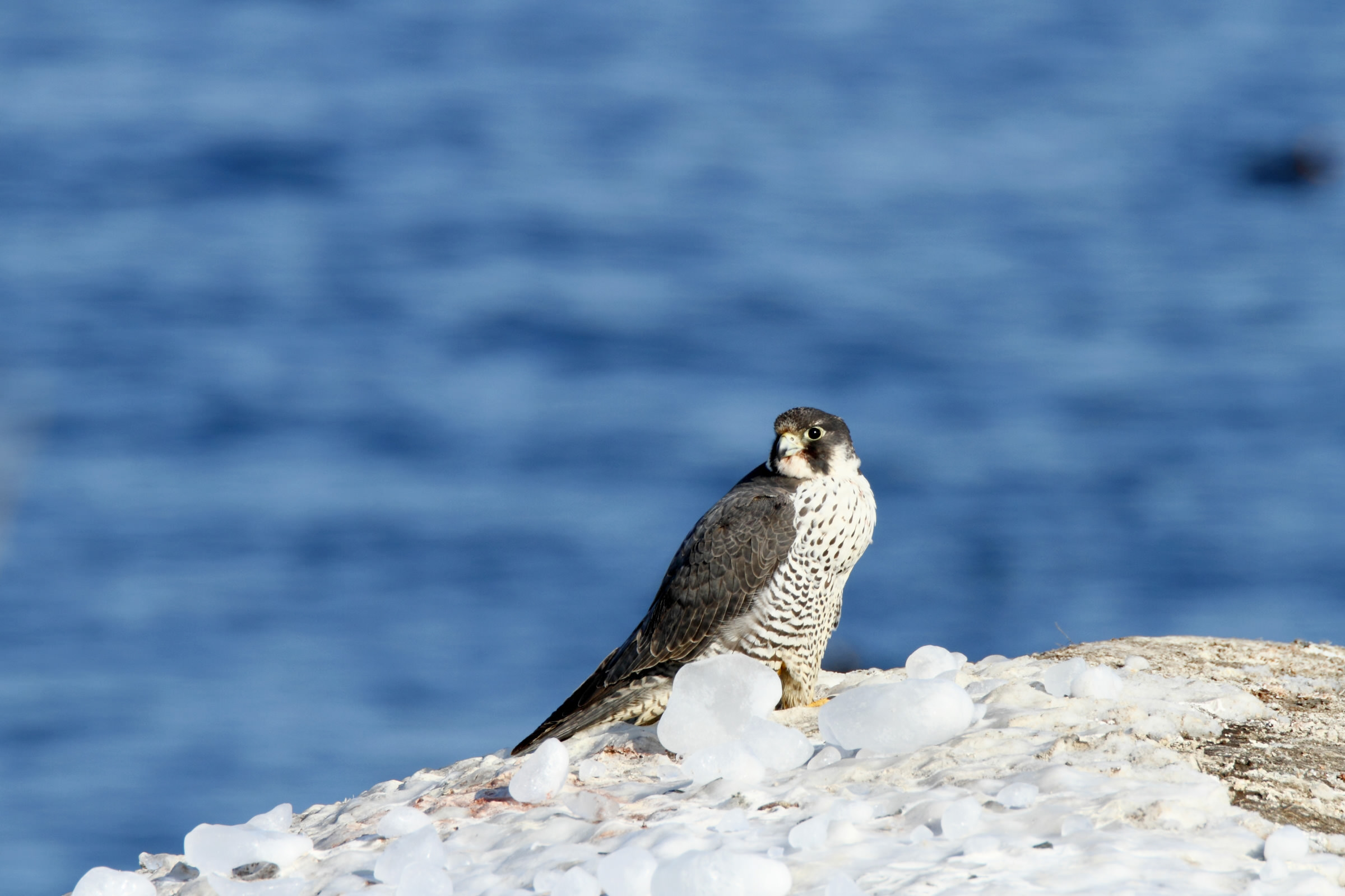 ハヤブサ：世界最速の猛禽類｜野鳥写真図鑑｜キヤノンバードブランチ