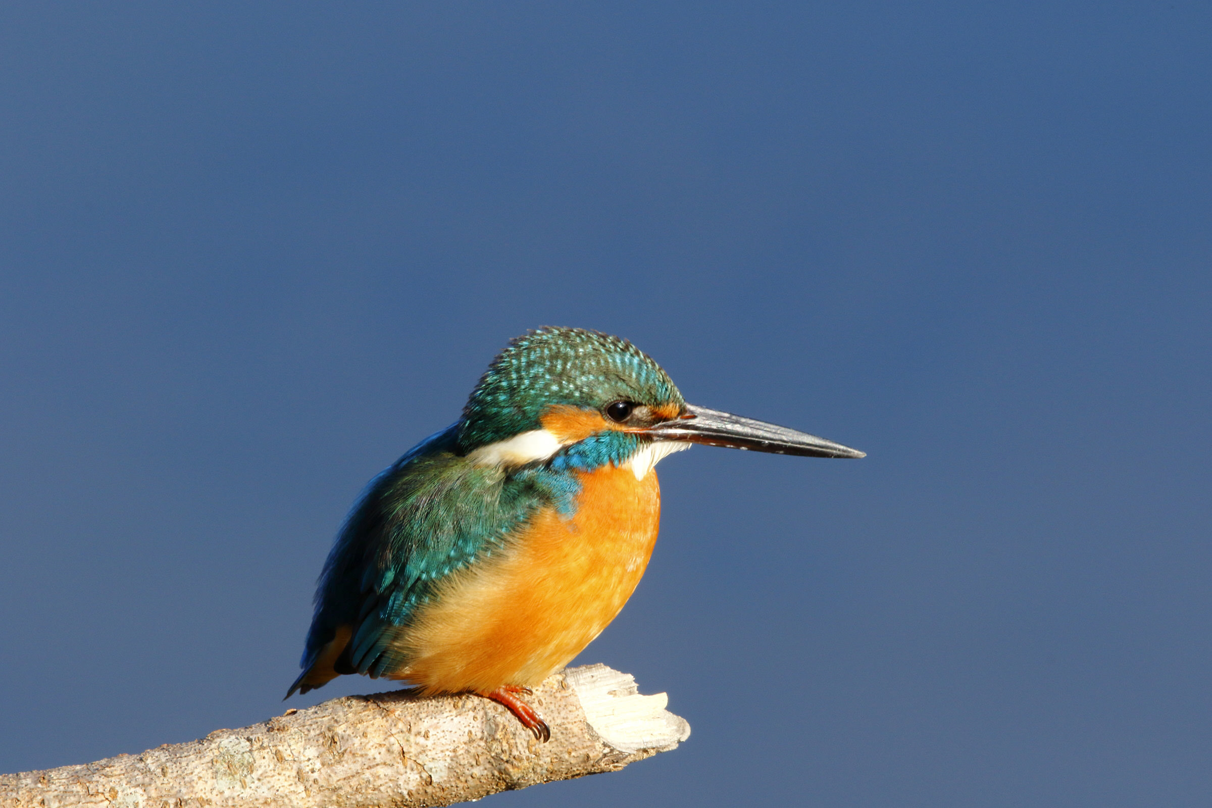 カワセミ：空飛ぶ宝石｜野鳥写真図鑑｜キヤノンバードブランチプロジェクト