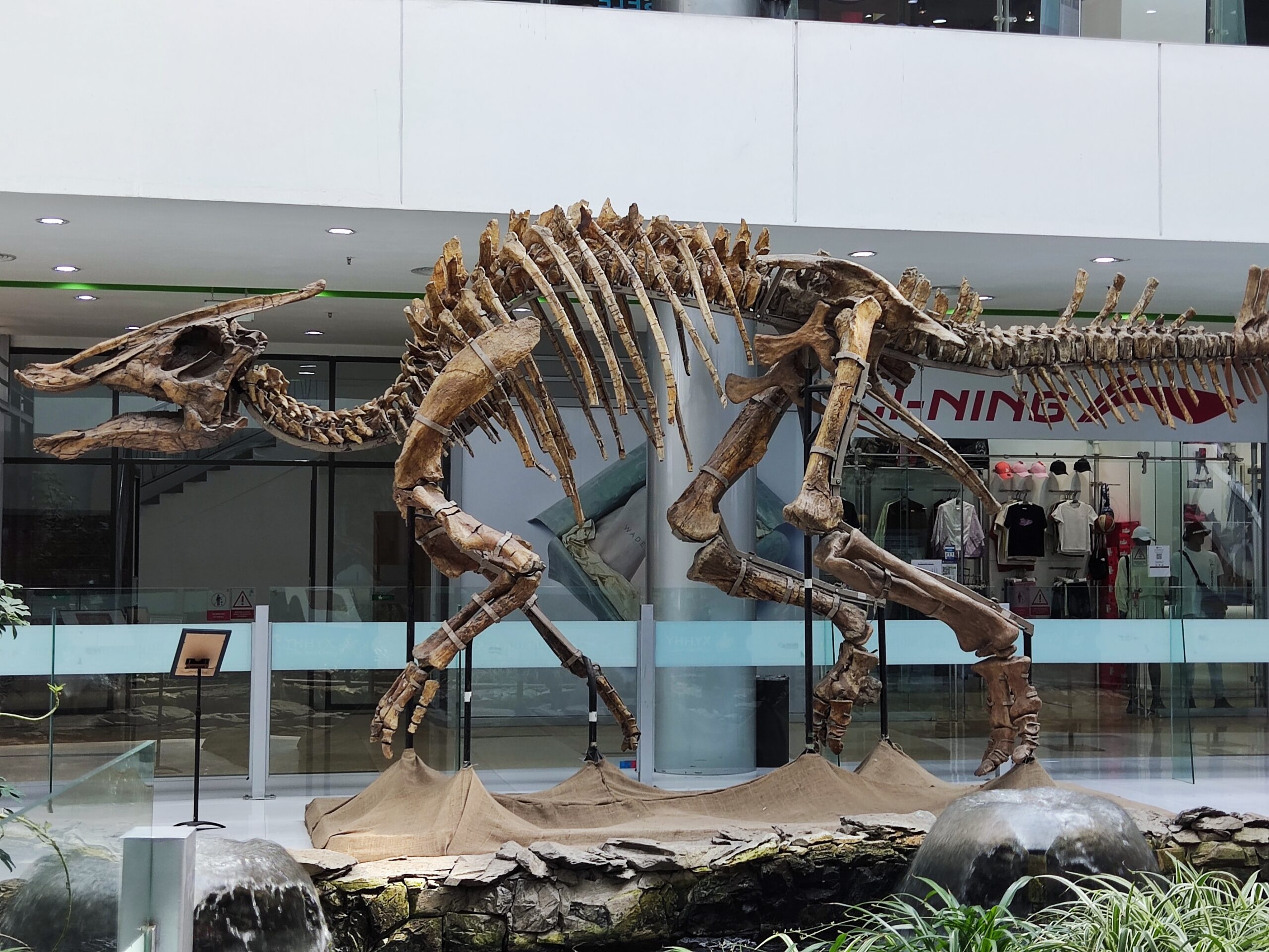 ようこそモンゴルへ」観光客に微笑みかける恐竜化石 · Global Voices