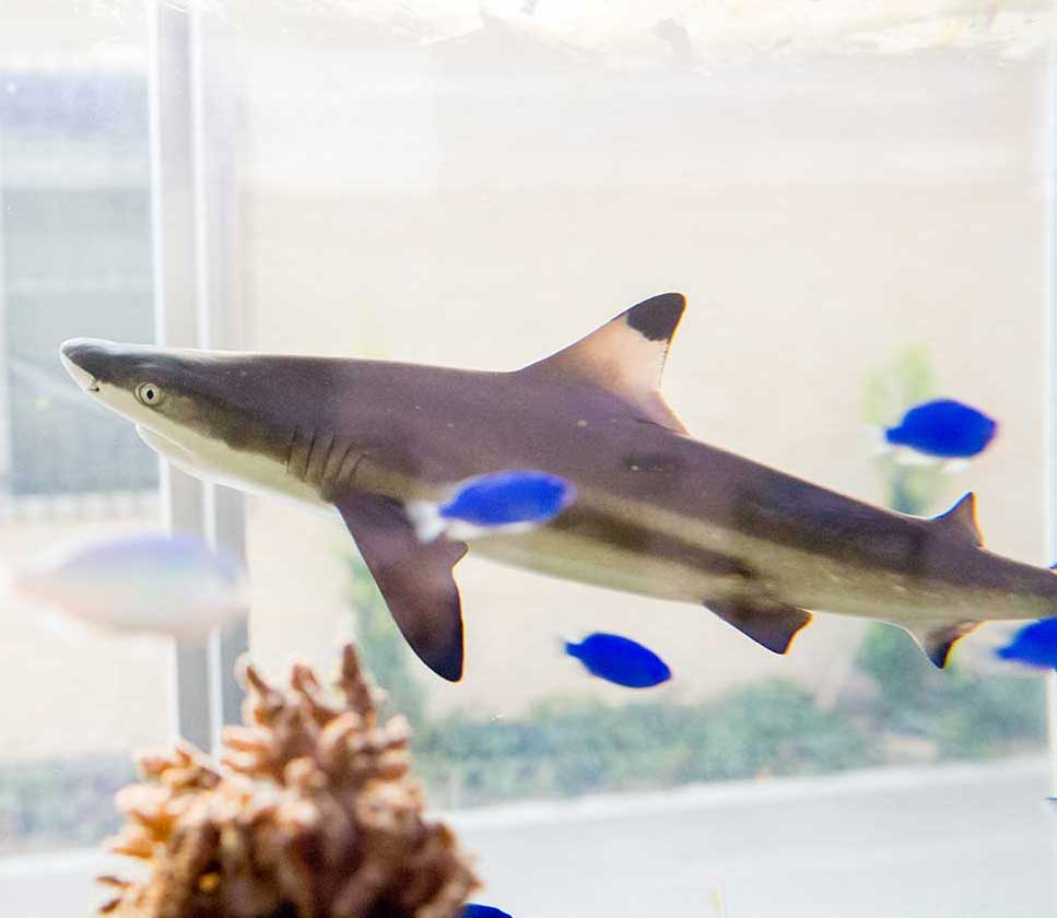 ブラックチップシャークの飼育方法・餌・水槽の設計注意点など｜GLOSSO