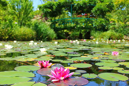 水連の庭 睡蓮の庭 | ガイドマップ | <比叡山> ガーデンミュージアム比叡 の