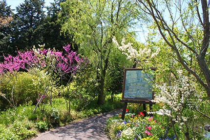 水連の庭 睡蓮の庭 | ガイドマップ | <比叡山> ガーデンミュージアム比叡 の