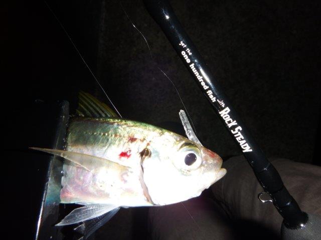 ul-6[ROCK STEADY]入荷しました！！ | Go-Phish