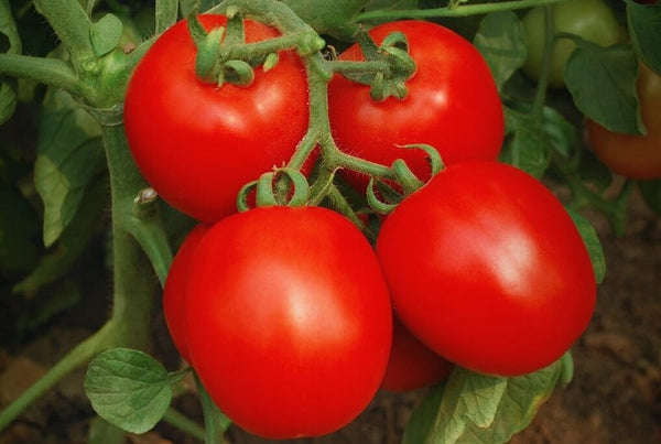 invincible-tomato_grande.jpg?v