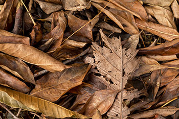 フィトンチッド | Grow link【グローリンク】