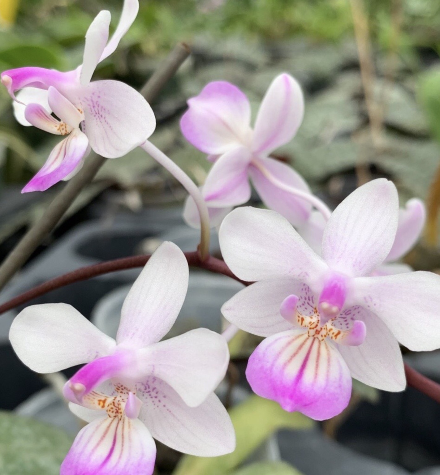 原種系植物 | Flower＆Green&Growers公式通販｜ギフトに最適なミディ