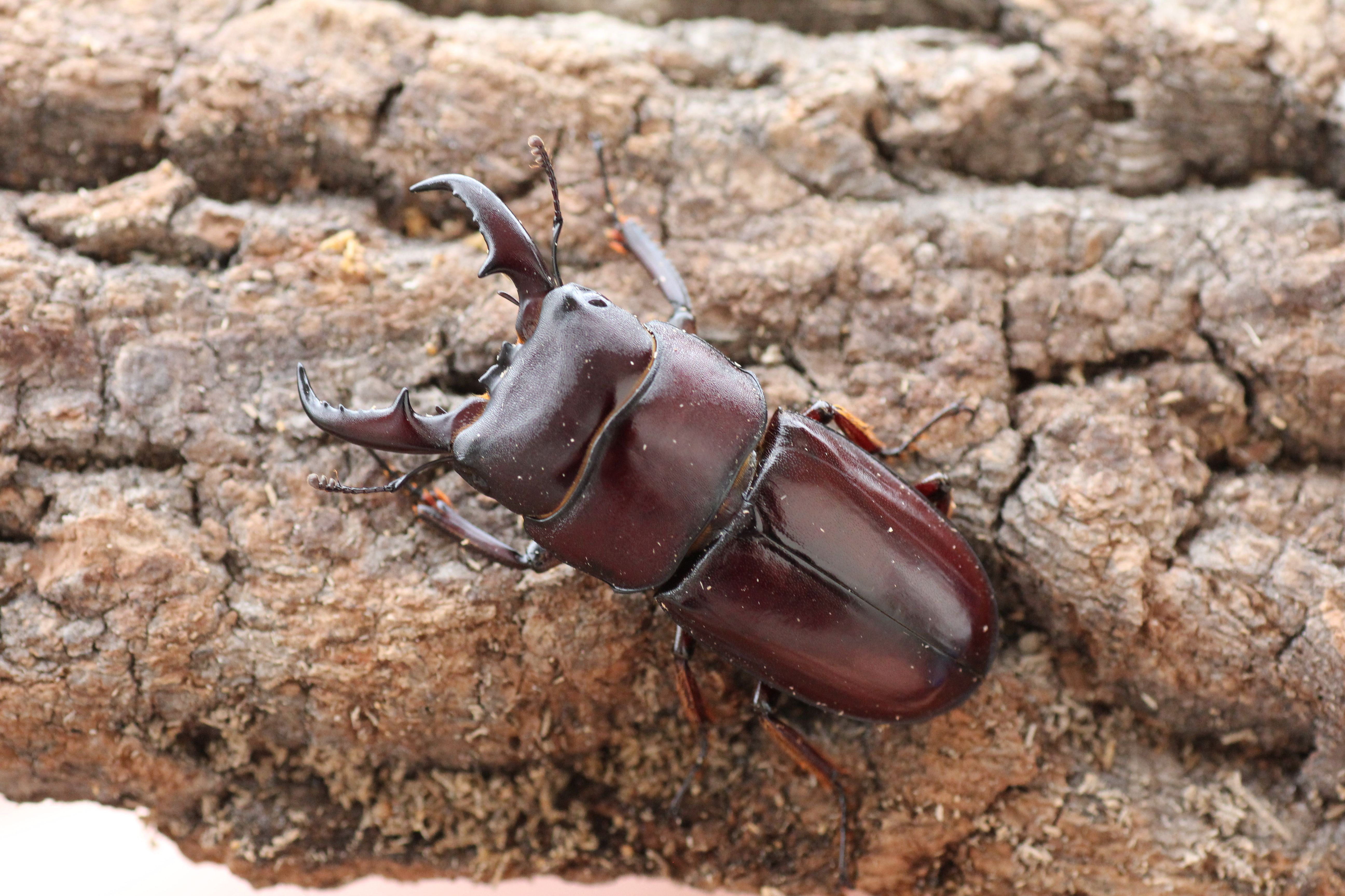 ダイトウヒラタクワガタ | GreenBreeze