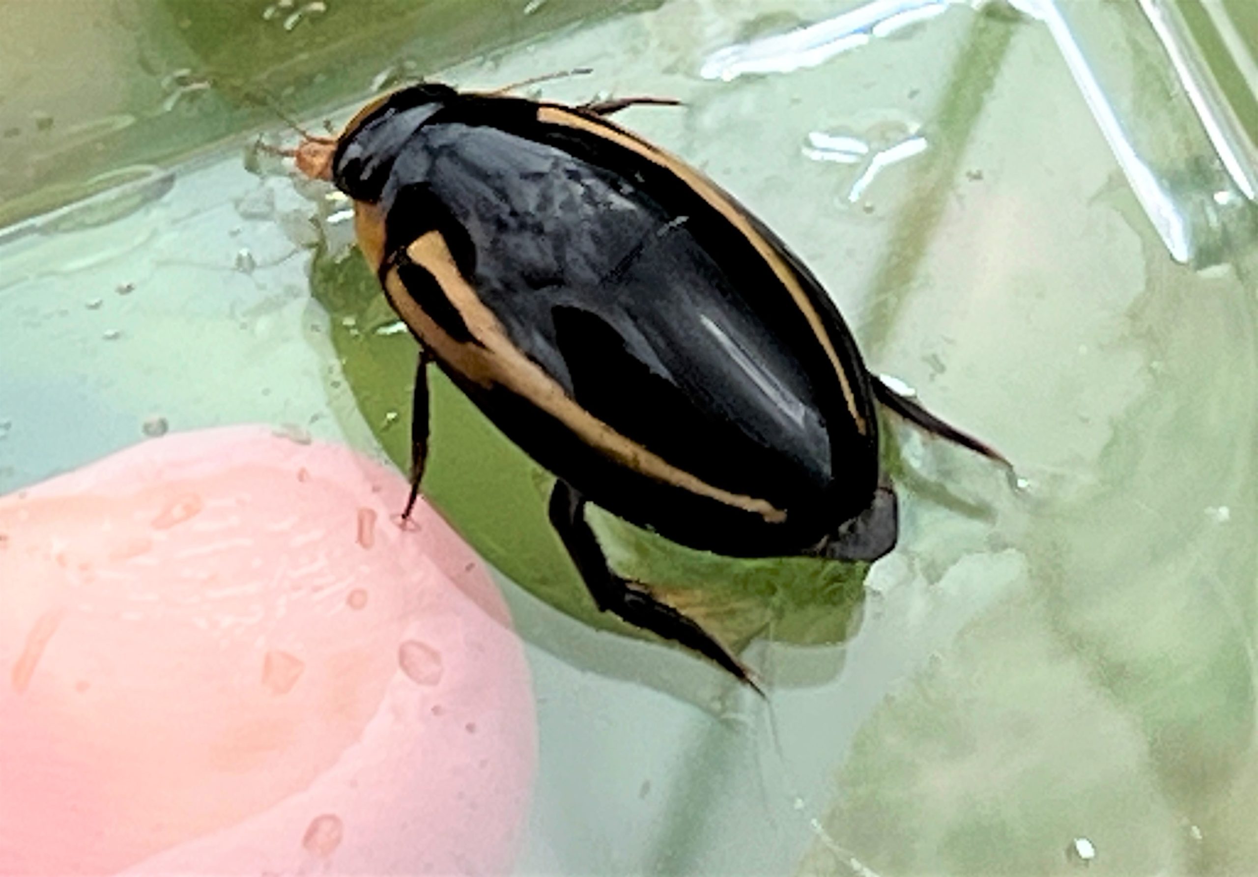 ヤンバルオオイチモンジシマゲンゴロウ | GreenBreeze