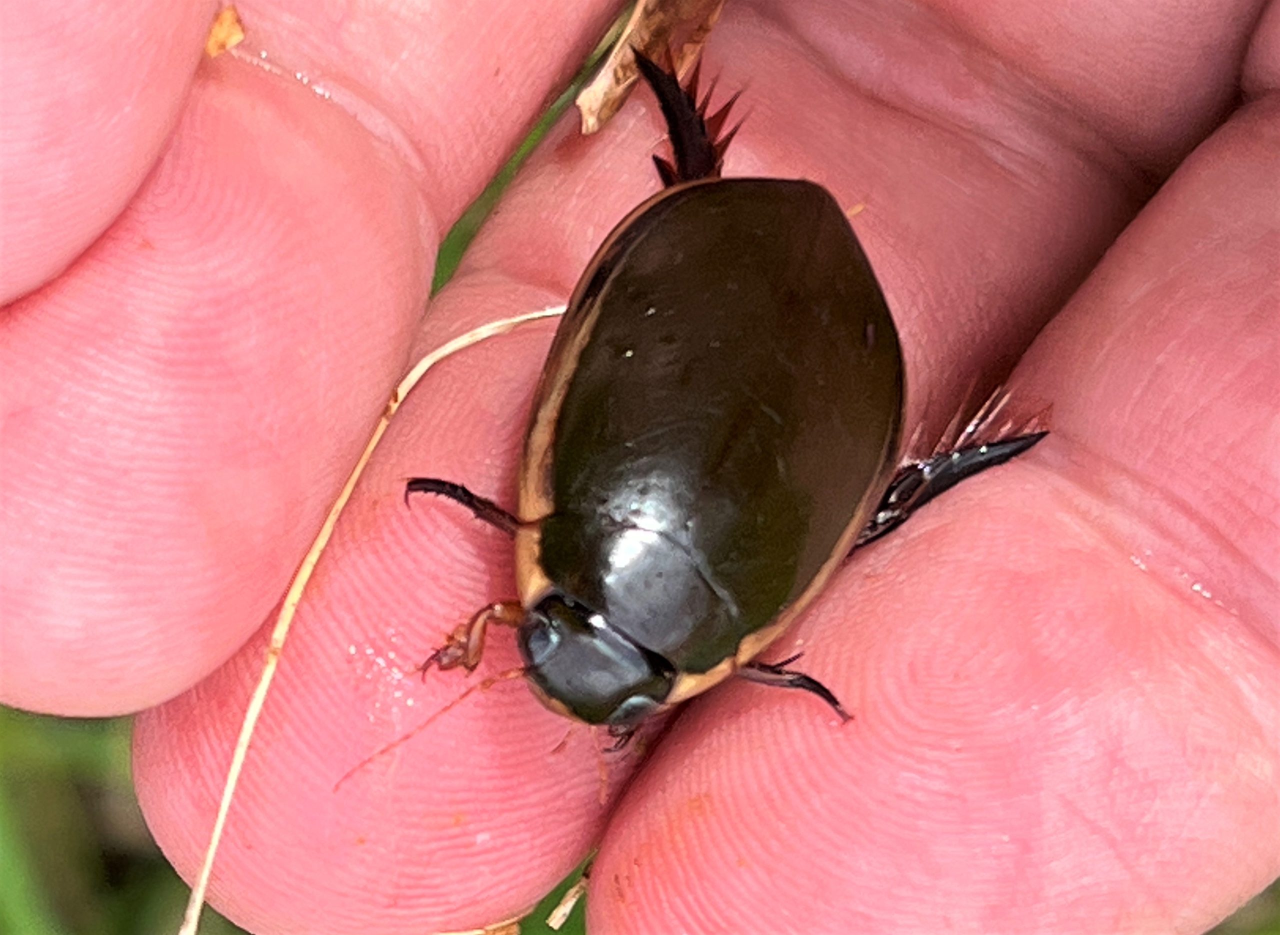 コガタノゲンゴロウ 標本 Jesper2 No.073 コガタノゲンゴロウ