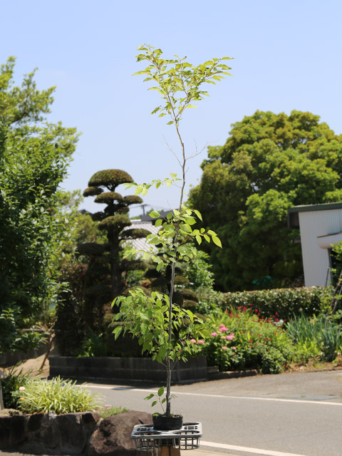 アブラチャン 苗木 販売 トオヤマグリーン