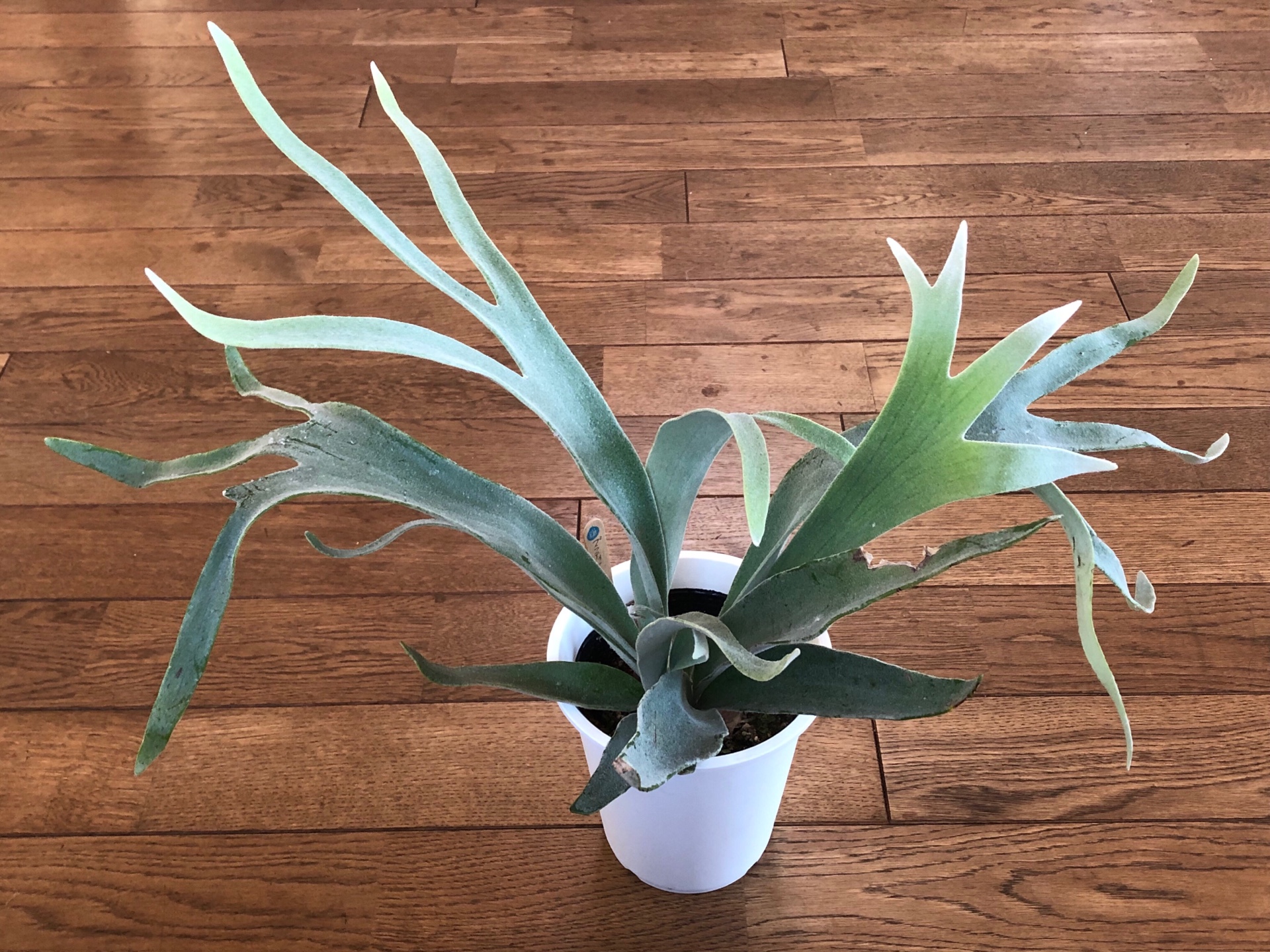 プラティケリウム・ビーチーのこと | Botanical journey