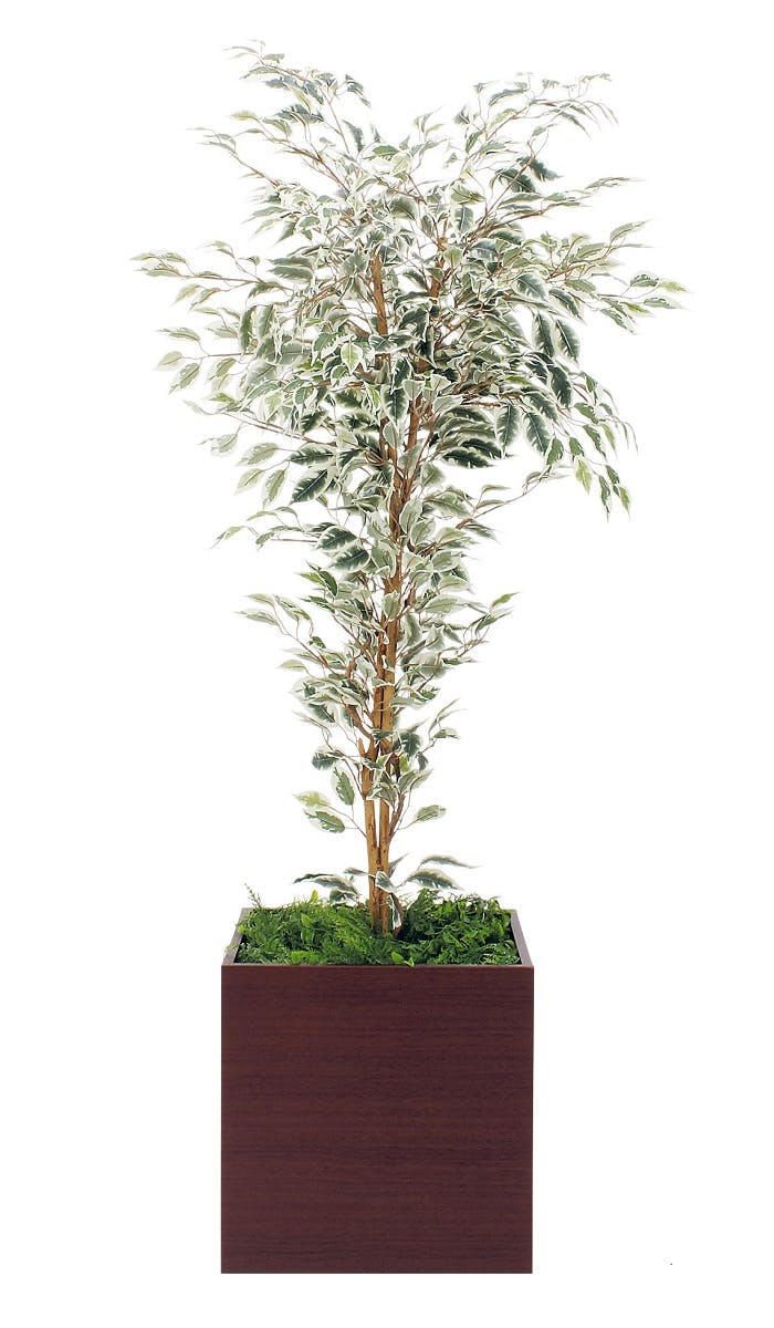 ボックスプランター GR5076 ハワイアンベンジャミン H1600｜人工観葉