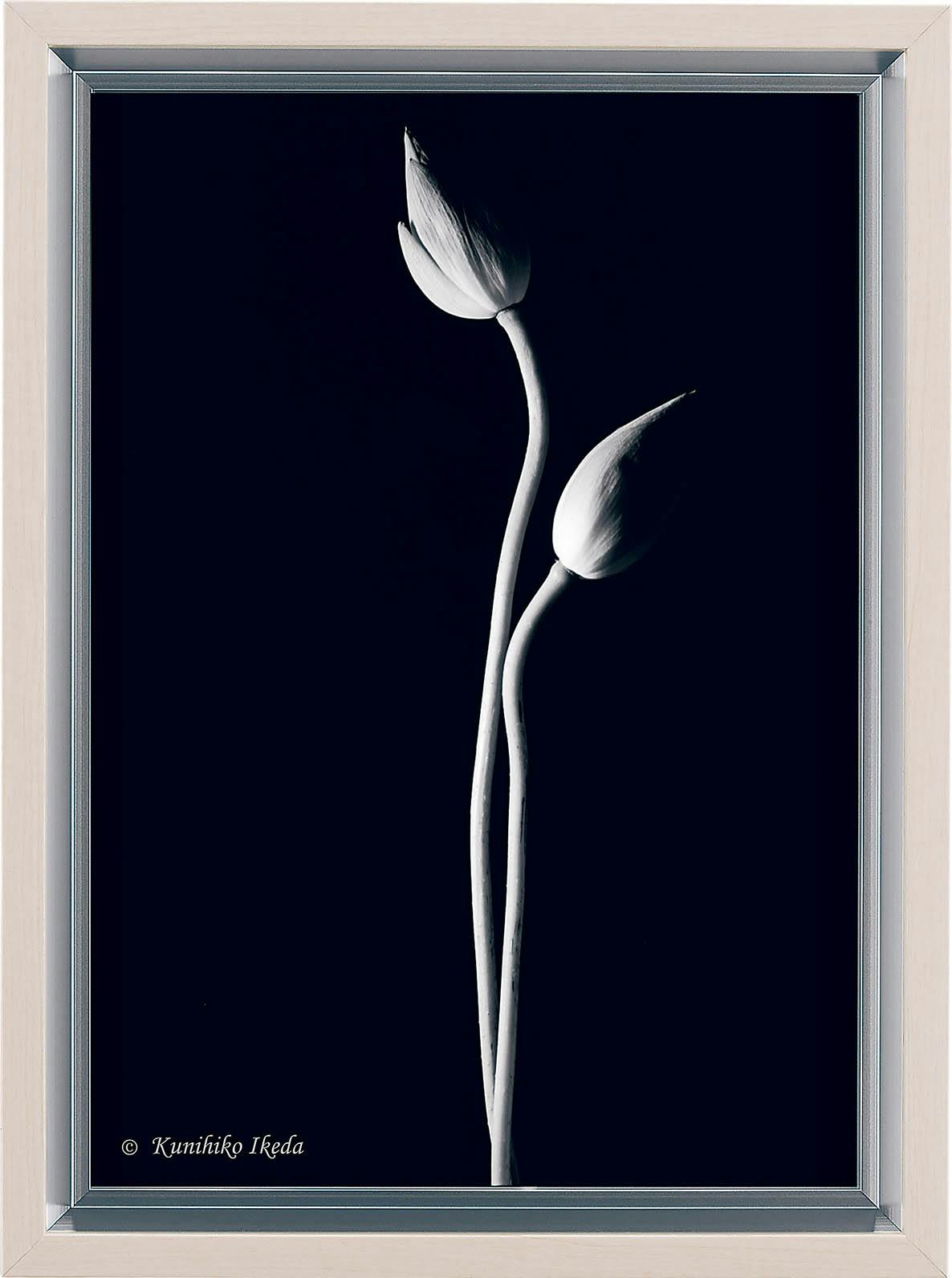 アートポスター AR7220 [池田邦彦/スタイリッシュフラワー15