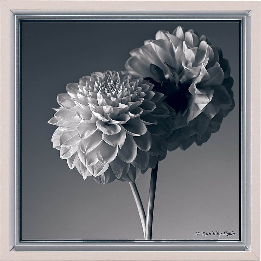 アートポスター AR7227 [池田邦彦/スタイリッシュフラワー22