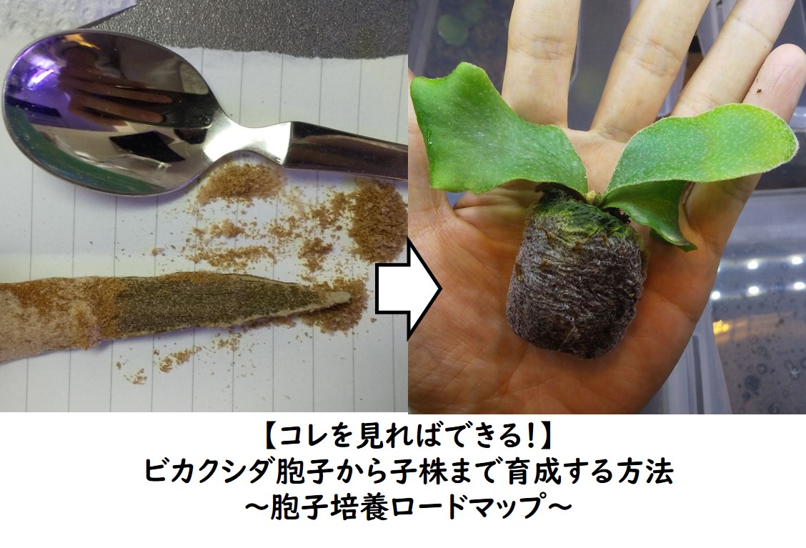 コレを見ればできる！】ビカクシダ胞子から子株まで育成する方法～胞子