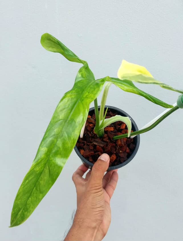 Philodendron holtonianum variegated 6
