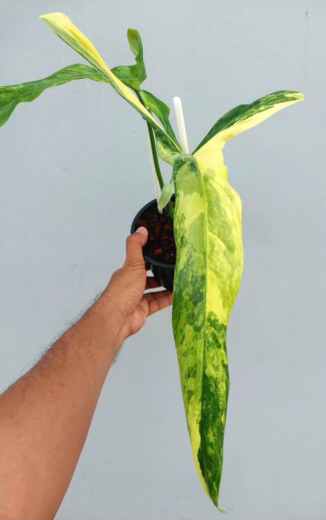 Philodendron holtonianum variegated 6