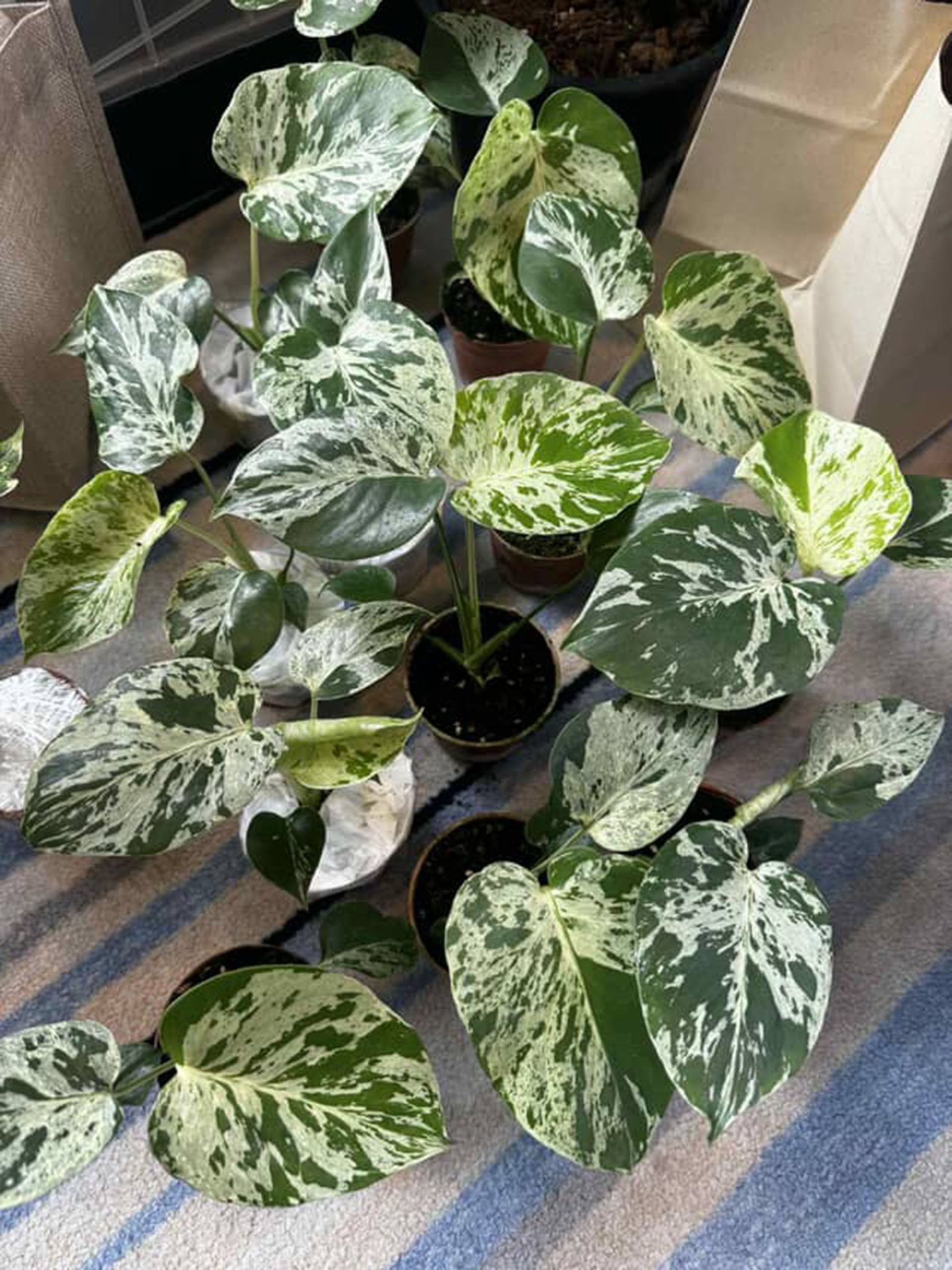 Rare Monstera Deliciosa bulbasaur Limited from Thailand on Sale