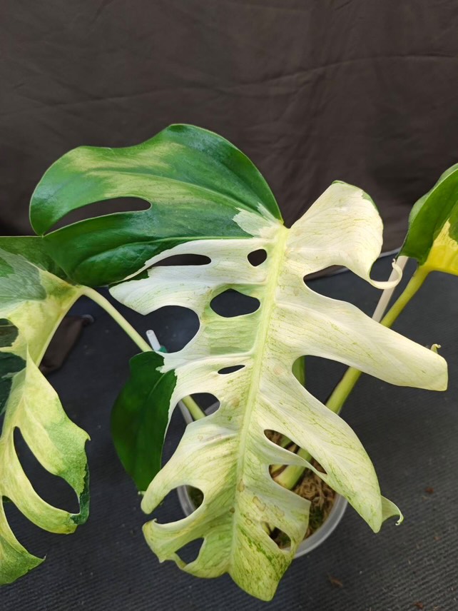 Monstera Deliciosa White Lava| Super Rare Monstera