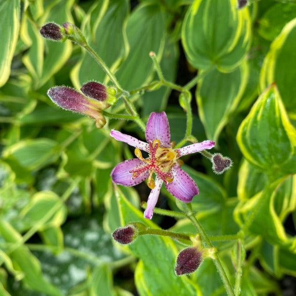 Toad Lily 'Samurai' Plant for Sale - Tricyrtis formosana – Green