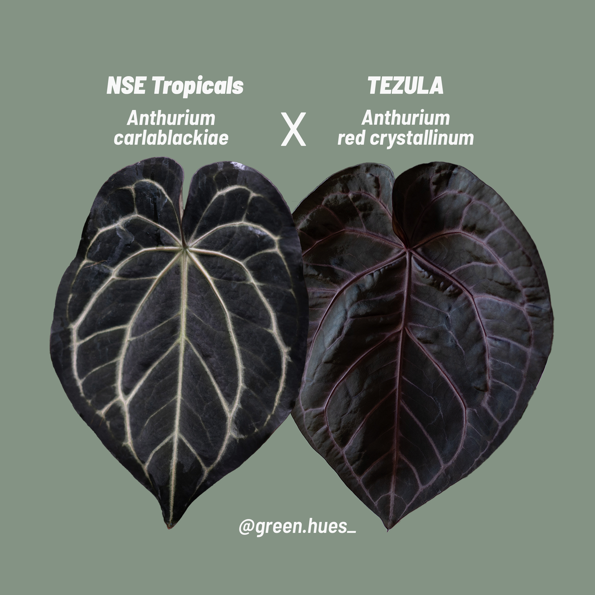 NSE Anthurium Carlablackiae X Tezula Anthurium Red Crystallinum