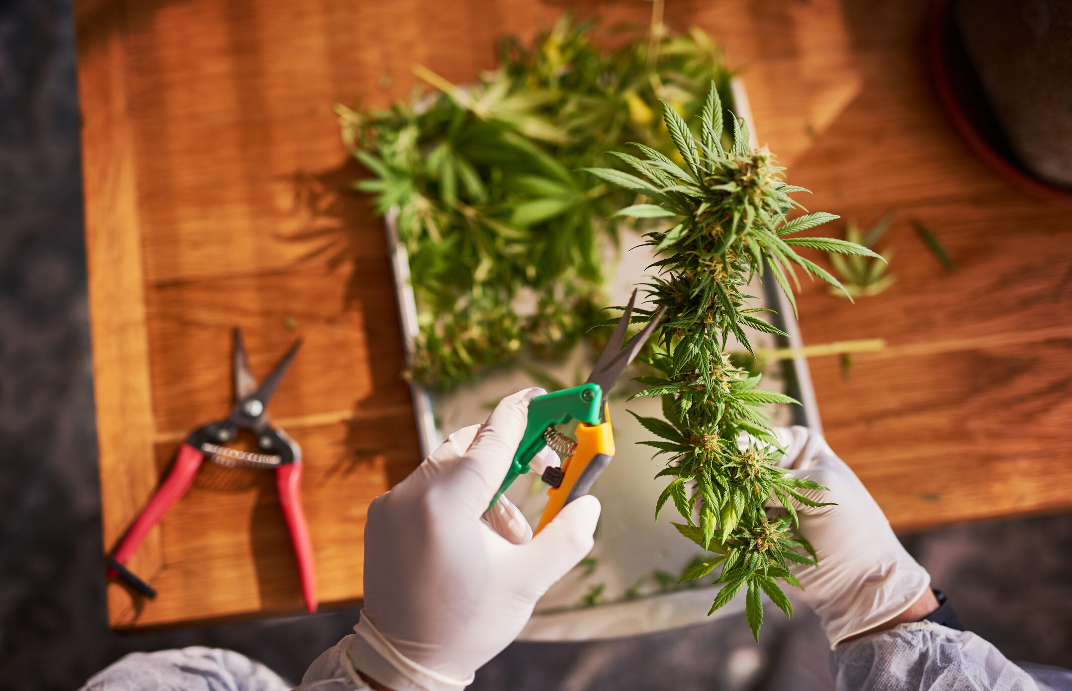 Cannabis Flower | Green Lightning Cultivation (Retail)