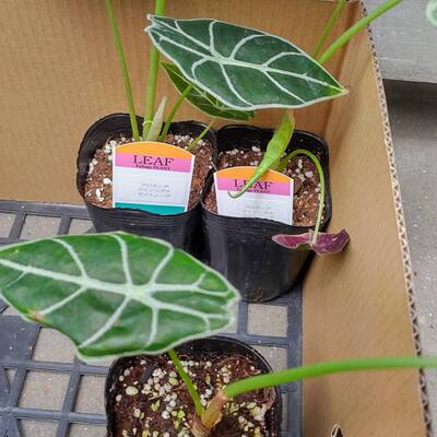 住宅・リフォーム・外構会社向けグリーン雑貨ショップ リーフオア