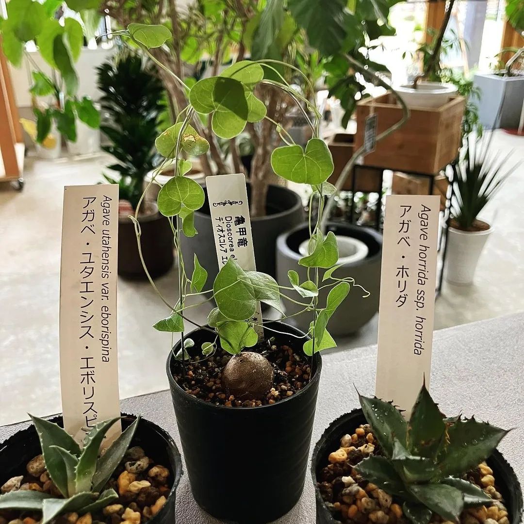 アガベ ユタエンシス 