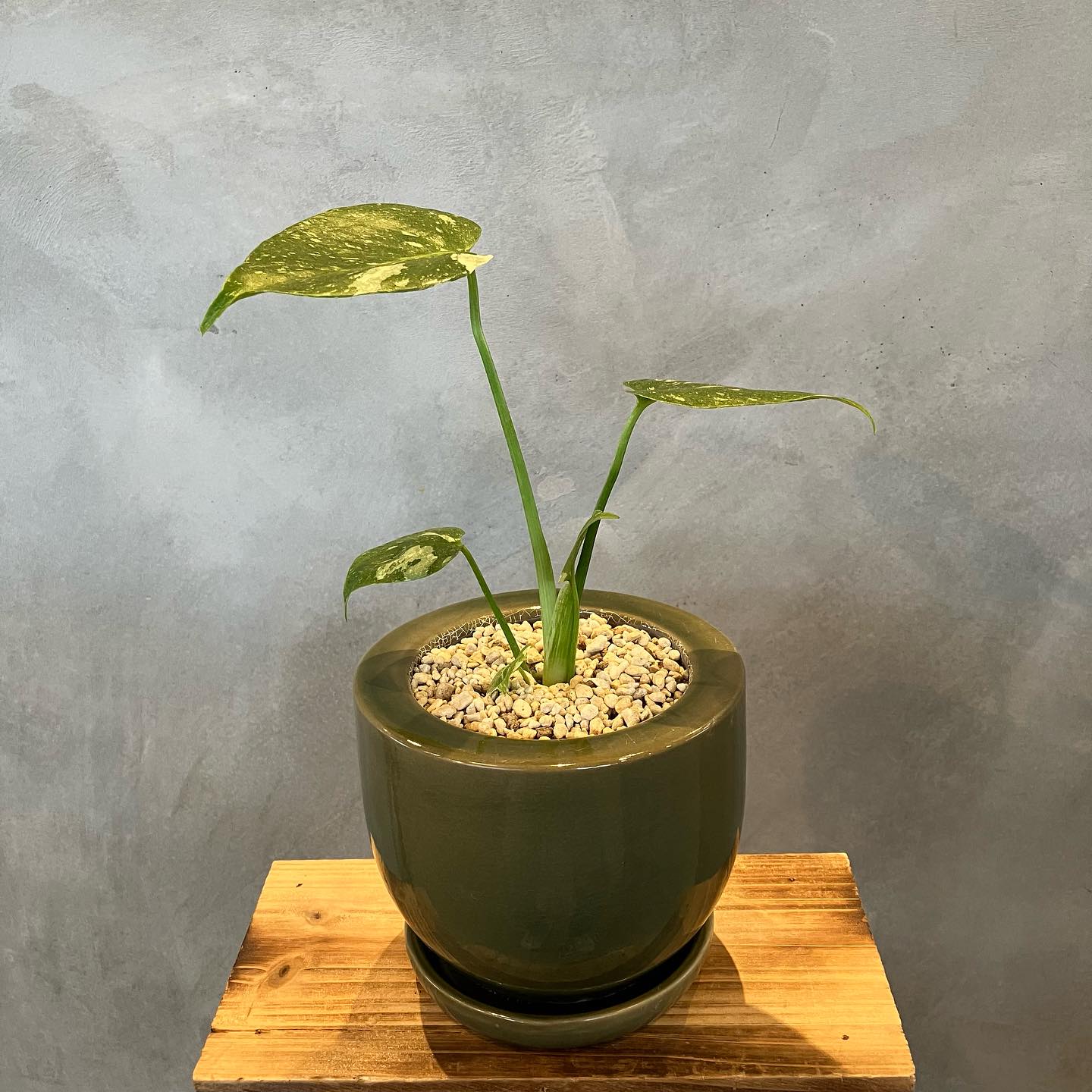 モンステラ デリシオーサ タイコンステレーション - グリーン