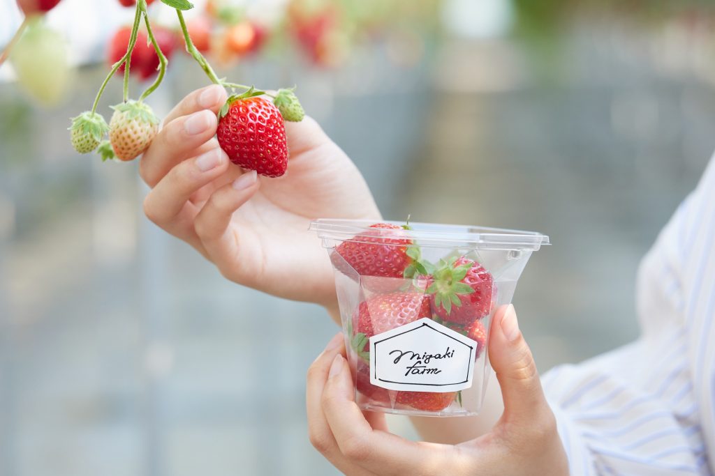 MIGAKI FARM＞いちご狩り1月2日スタート！人気のプレミアムプランが再