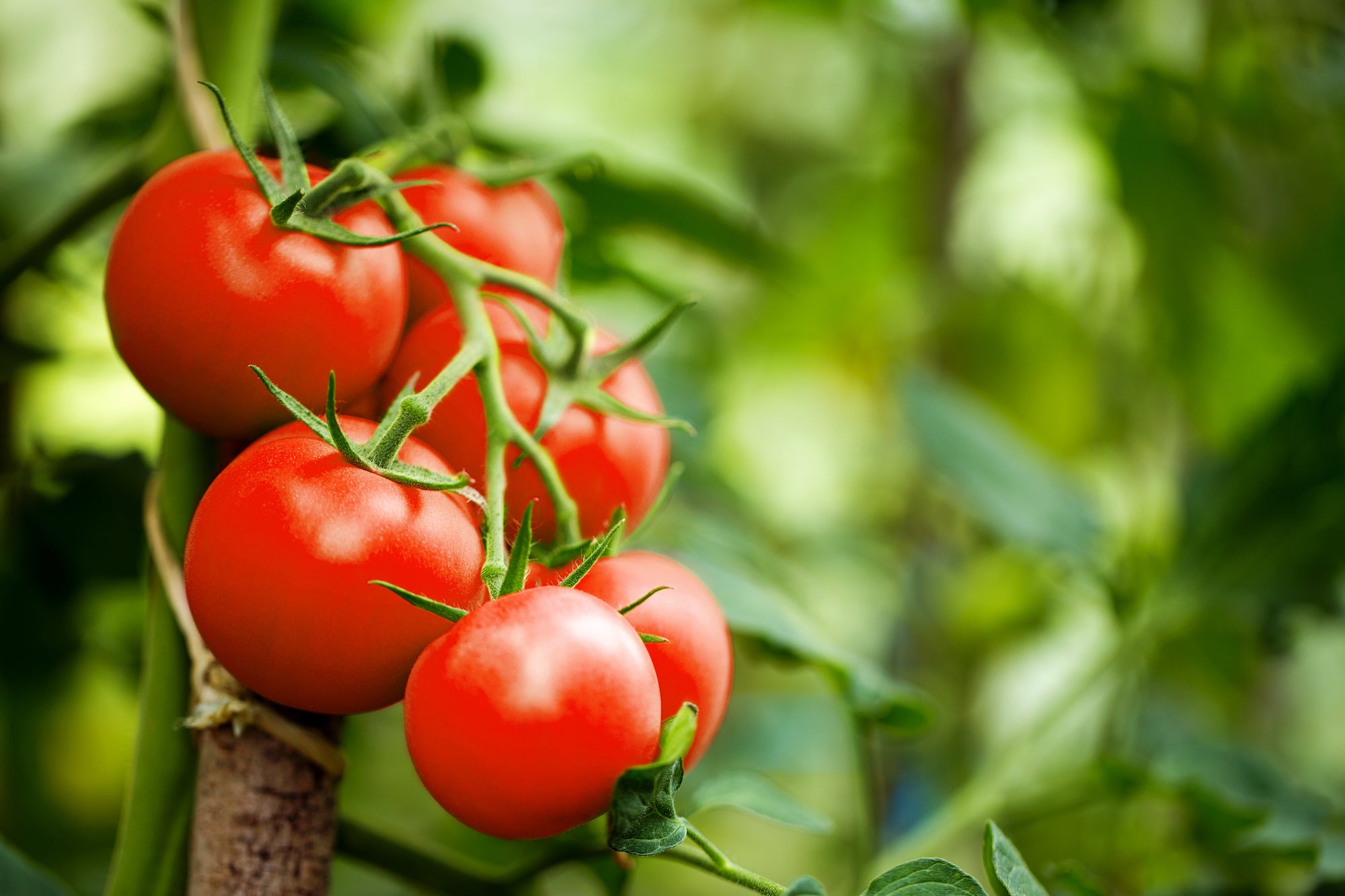 Complete Tomato Care Guide - Grangetto's Farm & Garden Supply
