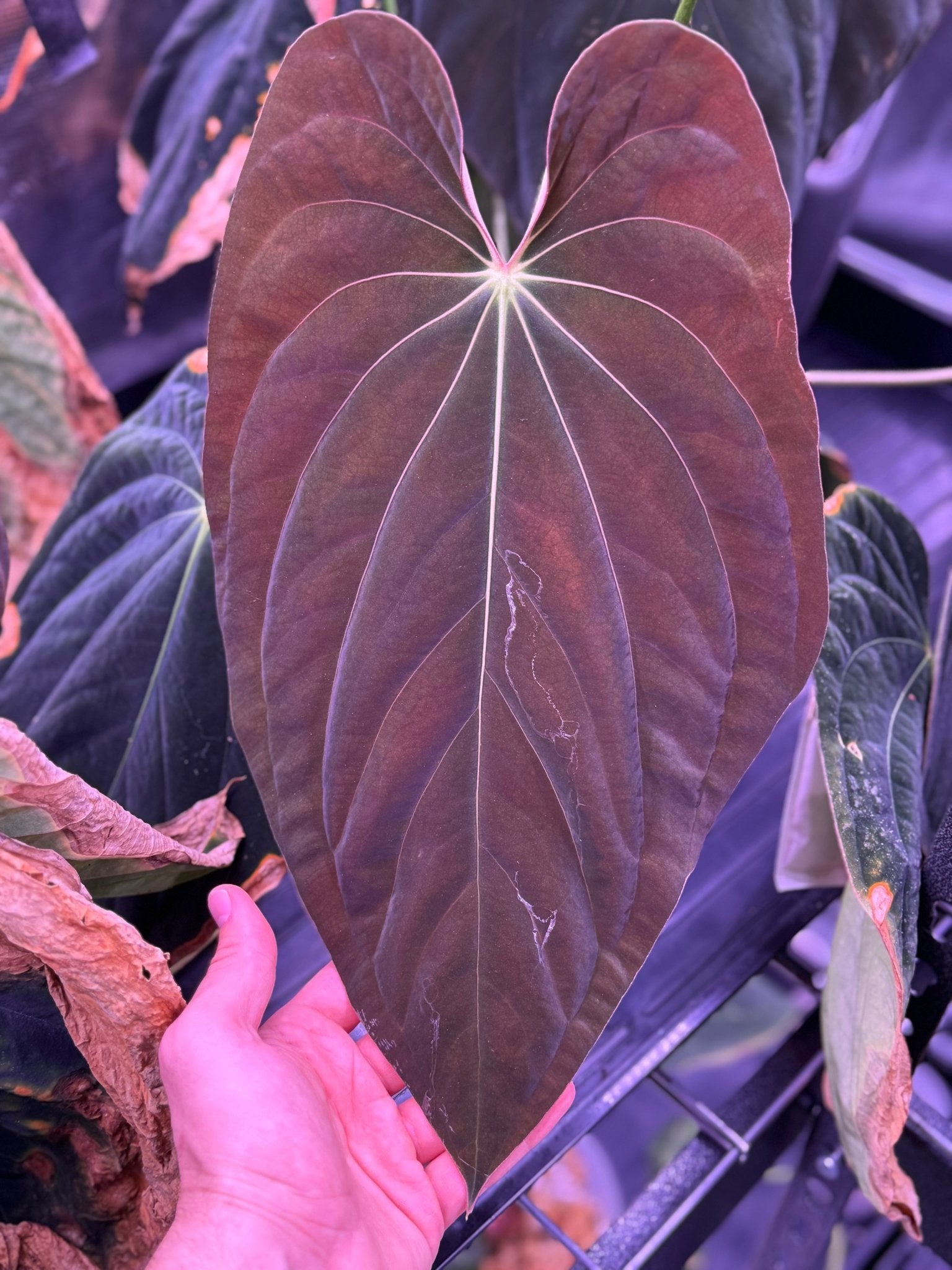 Kuna PM5 x BVEP RA1 (or sp nov DF) Anthurium Sprouts | Granthuriums