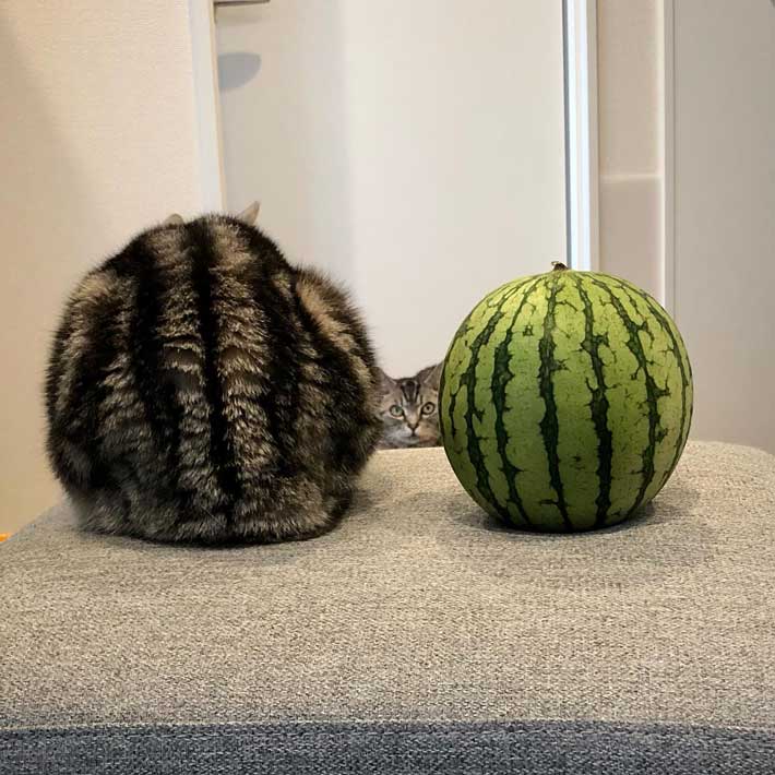 かわいらしい模様の猫 スイカと並ぶと… 「吹き出しそうになった