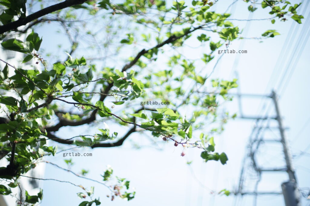 SMC TAKUMAR 50mm F1.4 絞り開放を再確認！現像なし撮って出し作例^^v