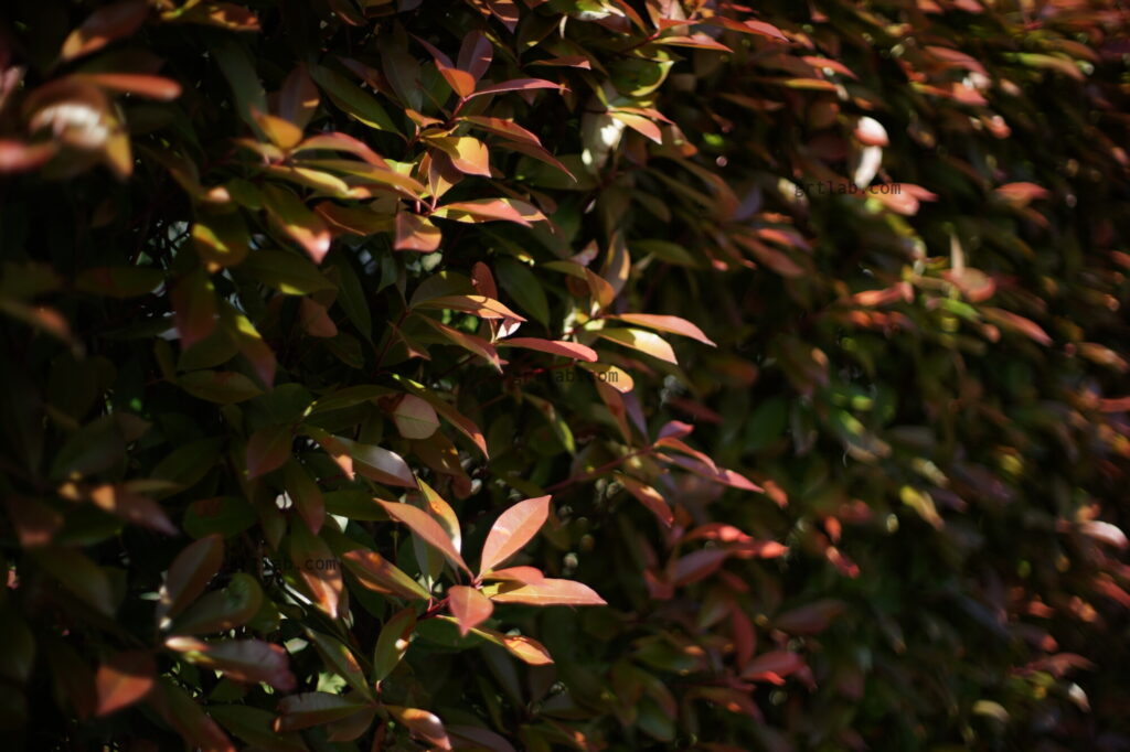 SMC TAKUMAR 50mm F1.4 絞り開放を再確認！現像なし撮って出し作例^^v