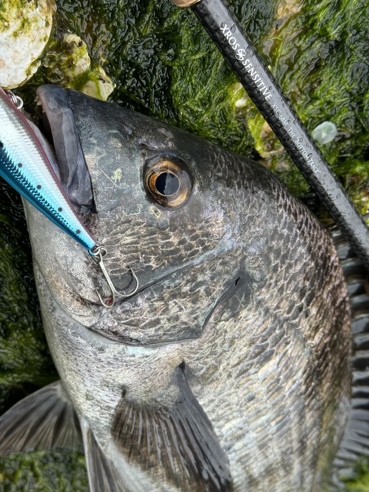 XrosSensitive XSC-68M The 