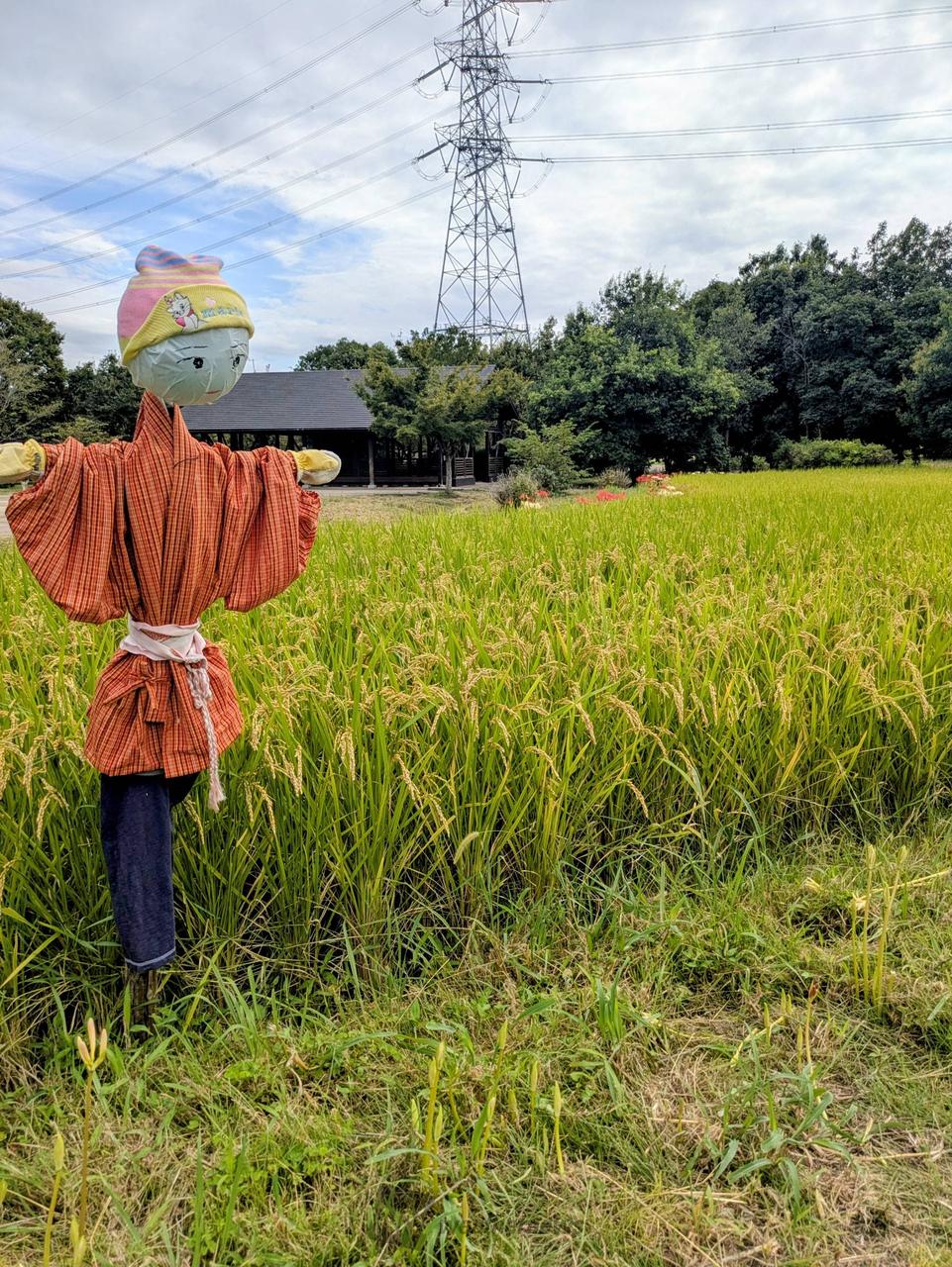 案山子コレクション 注目の空の写真 ウェザーニュース