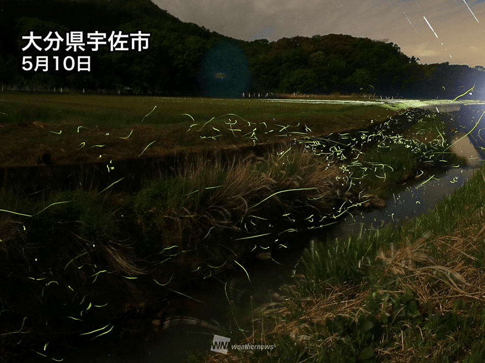 関東の一部で蛍(ほたる)が飛び始める 九州はまもなく見頃に - ウェザー