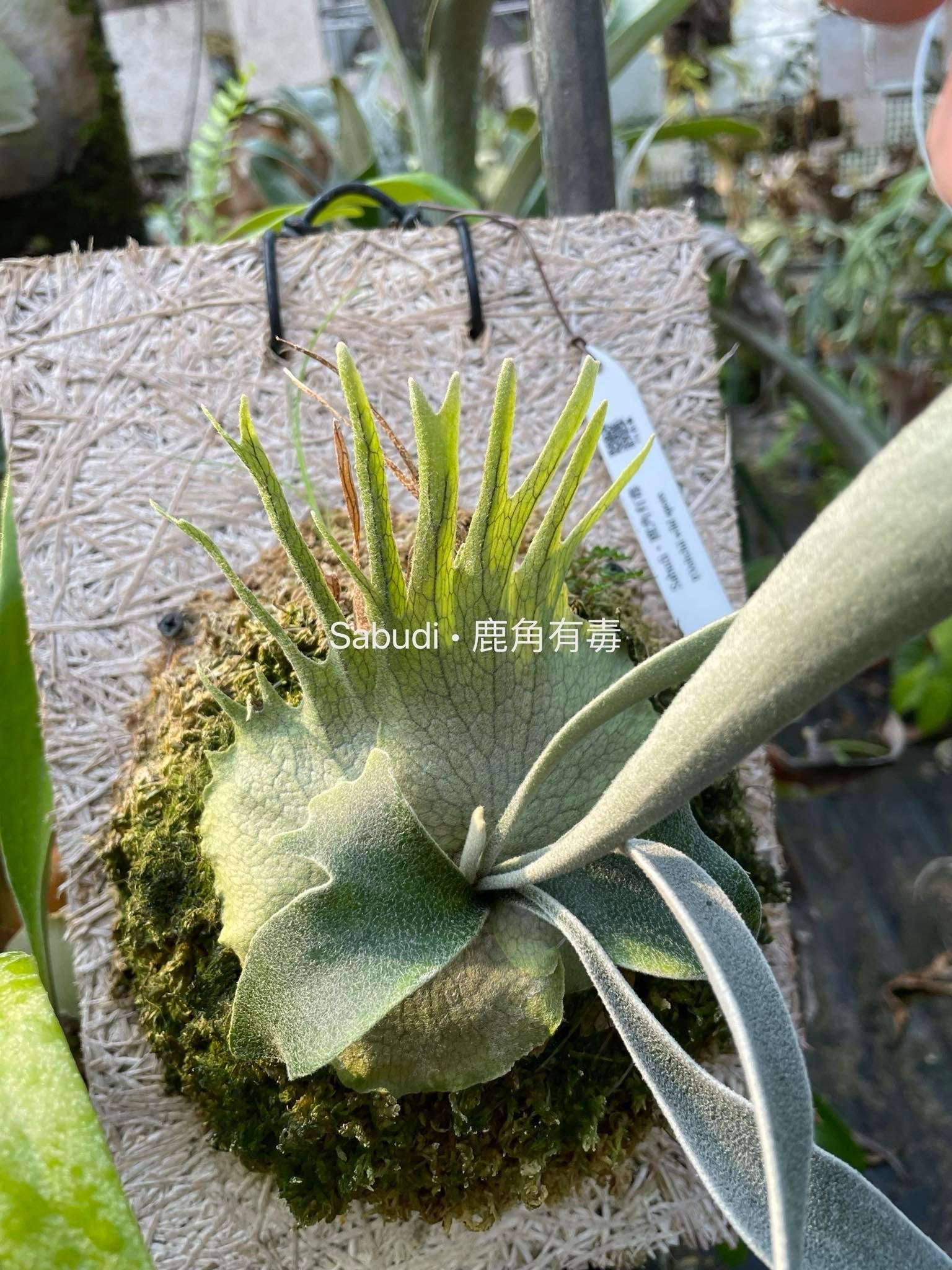 Platycerium Veitchii spores - Iconic Growth | Unique Plant – HCorchids