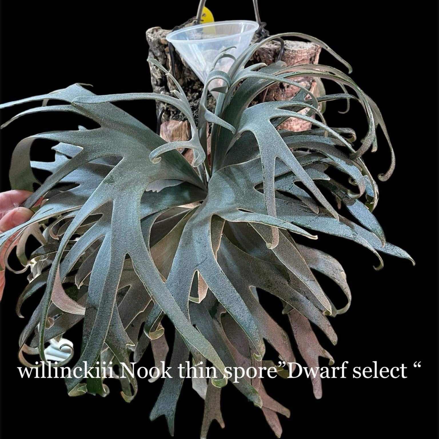 P. Willinckii Tanya Dwarf Platycerium - Rare Find – HCorchids