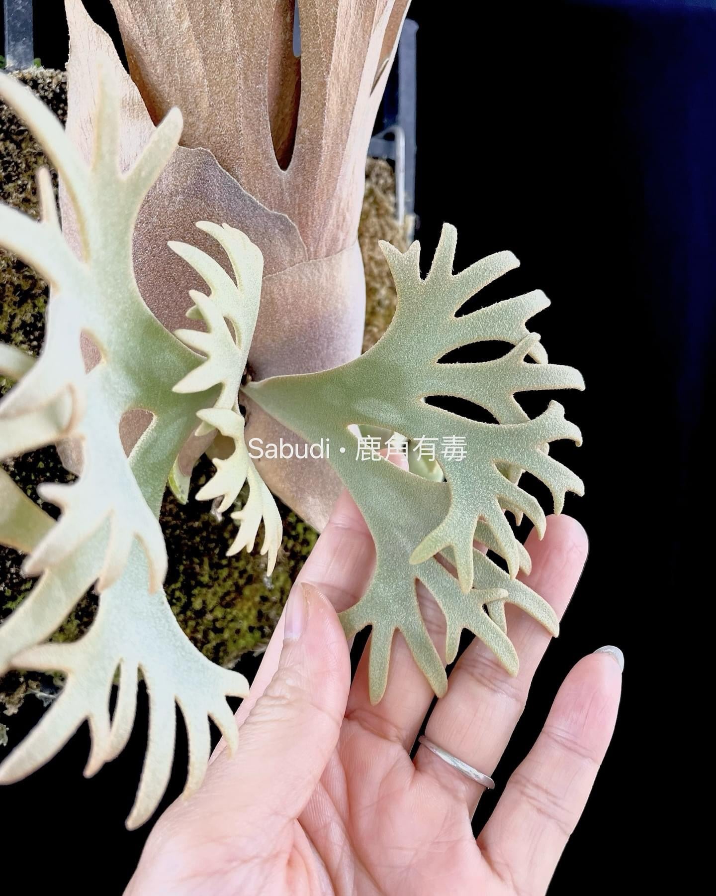 P.Willinckii Yellow Moon Spore - Rare Dwarf Platycerium – HCorchids