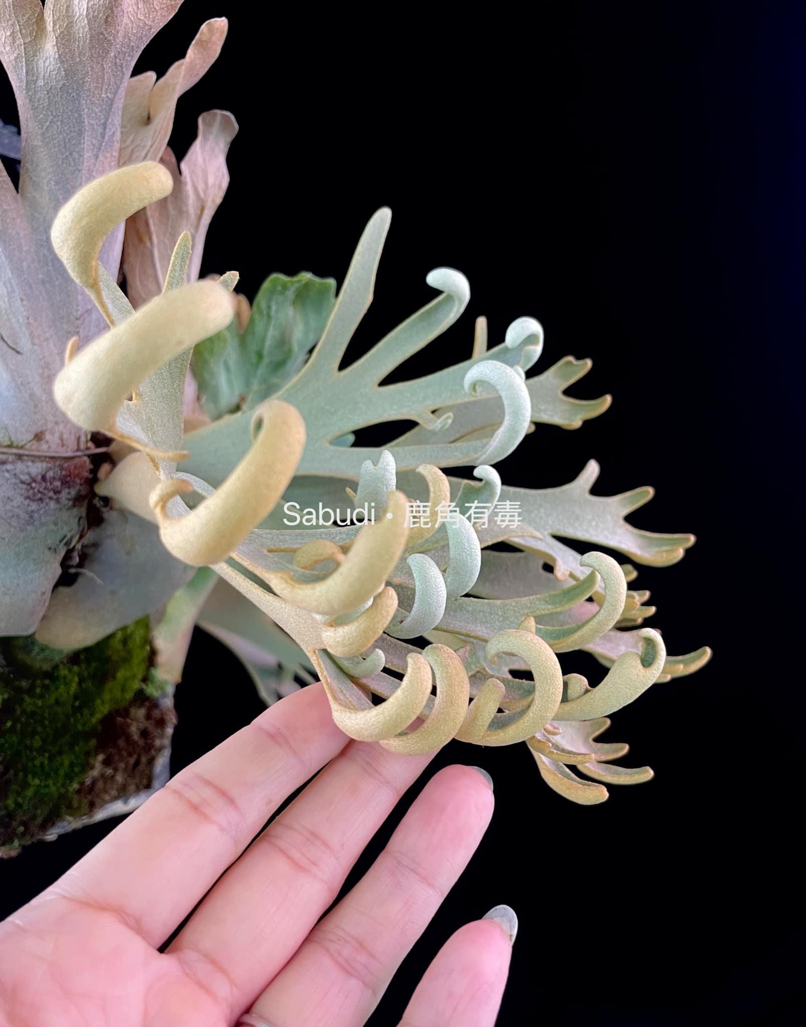 Buy P. Willinckii Mew Pup Spores Online – HCorchids