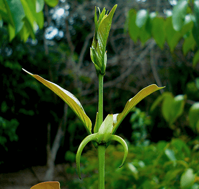 AURAGE グレイシャスクリーム｜ヘルスケア俱楽部