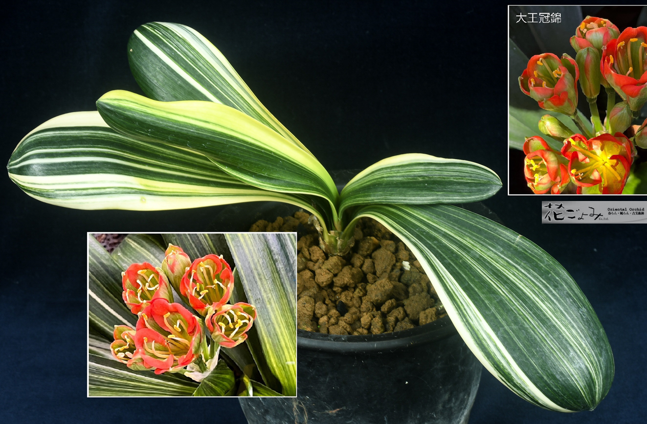 富貴蘭「紫織」（赤花の白黄縞種極上柄株立ち） 富貴蘭「紫織」（赤花