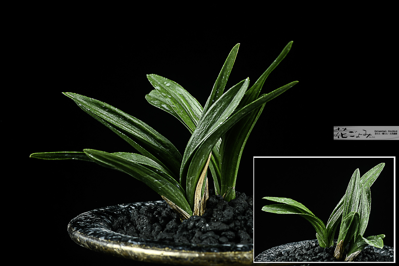 上木・韓国産・羅紗チャボ【百万石】 - 東洋蘭専門店 花ごよみ | 春蘭