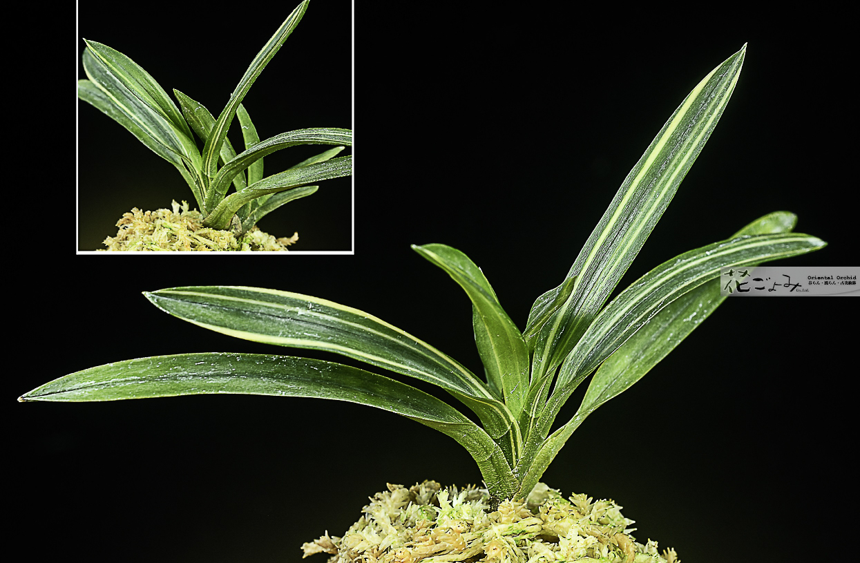 極上ルビー色【総ルビー根・翠華殿】 - 東洋蘭専門店 花ごよみ | 春蘭